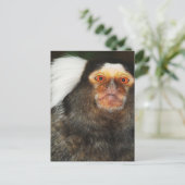Marmoset Postkarte (Stehend Vorderseite)