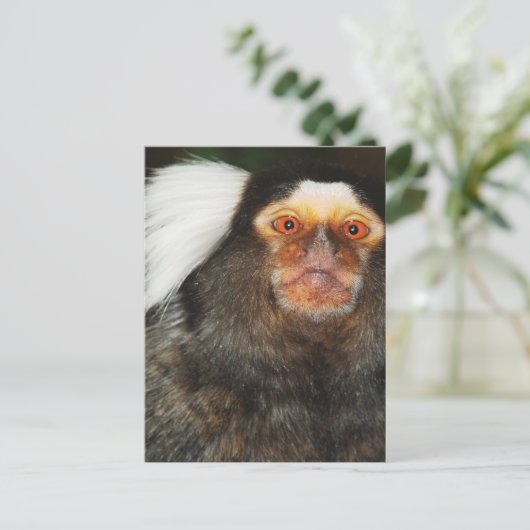 Marmoset Postkarte (Stehend Vorderseite)