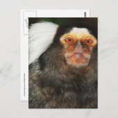 Marmoset Postkarte (Vorne/Hinten)