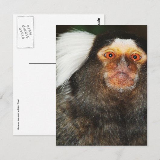 Marmoset Postkarte (Vorne/Hinten)