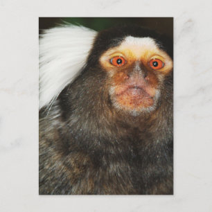 Marmoset Postkarte
