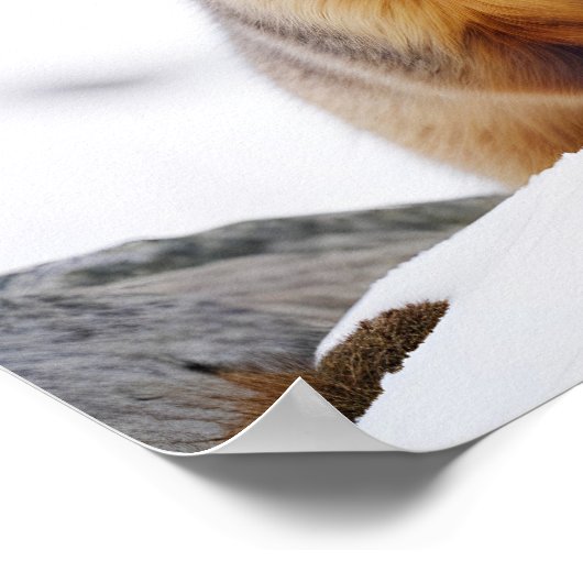 Marmot Animal Nature Zuneigung Gekümmert Poster (Ecke)