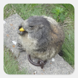 Marmot-Aufkleber Quadratischer Aufkleber