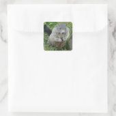 Marmot-Aufkleber Quadratischer Aufkleber (Tasche)