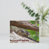 Marmot Brothers Leavenworth Washington Postkarte (Stehend Vorderseite)