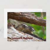 Marmot Brothers Leavenworth Washington Postkarte (Vorne/Hinten)