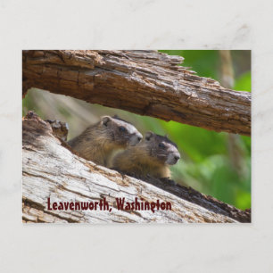 Marmot Brothers Leavenworth Washington Postkarte