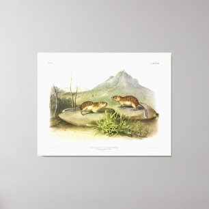 Marmot-Eichhörnchen, kalifornisch, mexikanisch-Gro Leinwanddruck