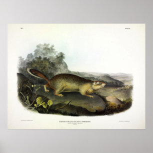 Marmot-Eichhörnchen oder arktisches Erdeichhörnche Poster