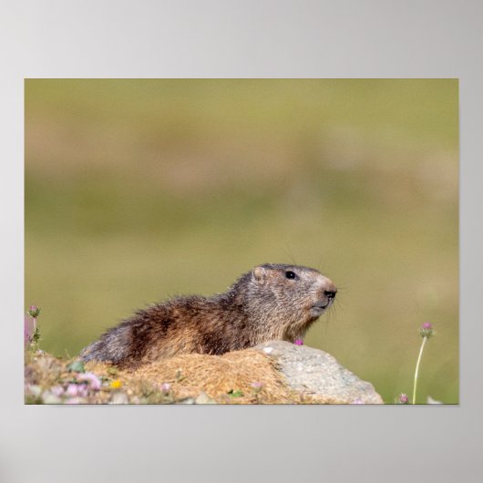 Marmot im Gran Paradiso Park Poster (Vorne)