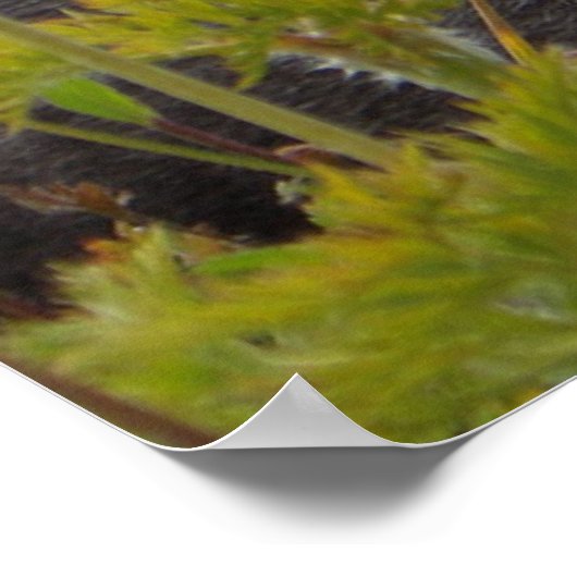 Marmot im Paradies Poster (Ecke)