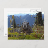 Marmot im Paradies Postkarte (Vorne/Hinten)