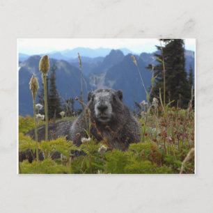 Marmot im Paradies Postkarte