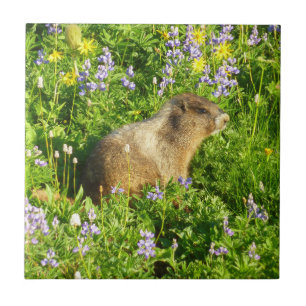 Marmot in den Wildblumen des Berges Rainier Fliese