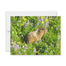 Marmot in den Wildblumen des Berges Rainier