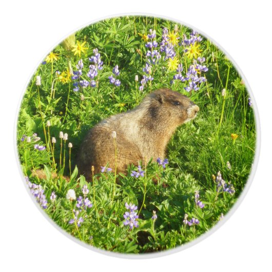 Marmot in den Wildblumen des Berges Rainier Keramikknauf (Vorderseite)