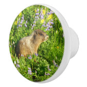Marmot in den Wildblumen des Berges Rainier Keramikknauf (Rechts)