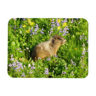 Marmot in den Wildblumen des Berges Rainier Magnet