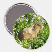 Marmot in den Wildblumen des Berges Rainier Magnet (Vorderseite/Rückseite)