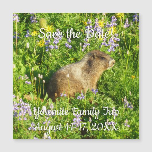 Marmot in den Wildblumen des Berges Rainier Magnetkarte (Vorderseite)