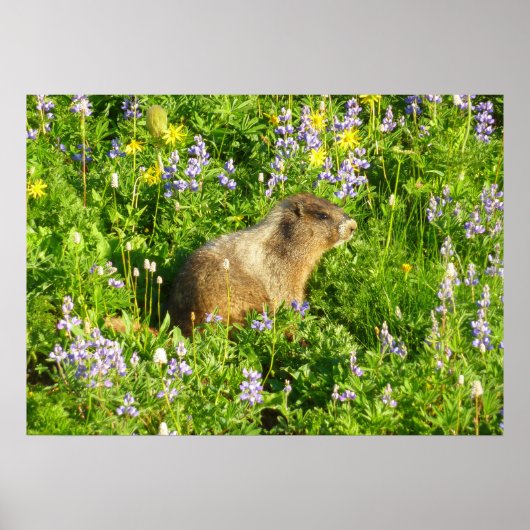 Marmot in den Wildblumen des Berges Rainier Poster (Vorne)