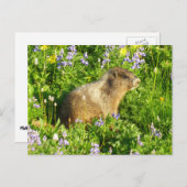 Marmot in den Wildblumen des Berges Rainier Postkarte (Vorne/Hinten)