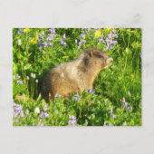 Marmot in den Wildblumen des Berges Rainier Postkarte (Vorderseite)