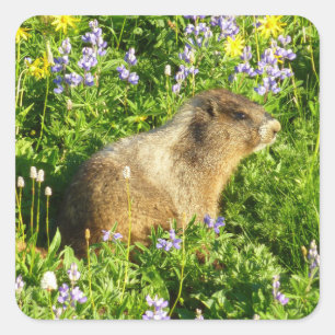 Marmot in den Wildblumen des Berges Rainier Quadratischer Aufkleber