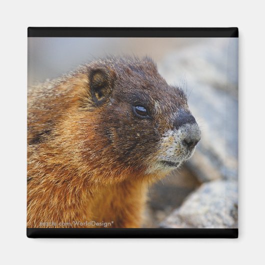 Marmot Magnet (Vorne)