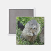Marmot-Magnet Magnet (Vorderseite/Rückseite)
