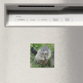 Marmot-Magnet Magnet (In Situ (Geschirrspüler))