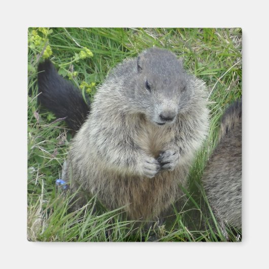 Marmot-Magnet Magnet (Vorne)