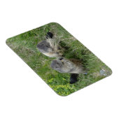 Marmot-Magnet Magnet (Rechte Seite)