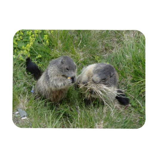 Marmot-Magnet Magnet (Horizontal)