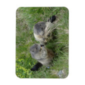 Marmot-Magnet Magnet (Vertikal)
