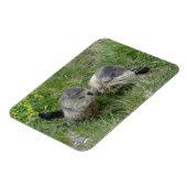 Marmot-Magnet Magnet (Linke Seite)