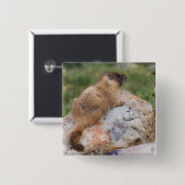 Marmot, Marmota flaviventris, Button (Vorne & Hinten)
