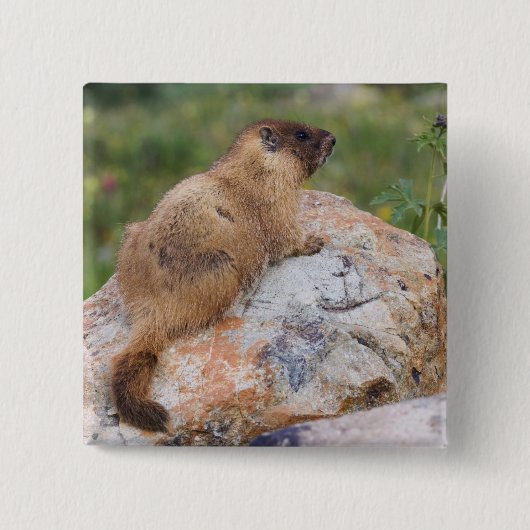 Marmot, Marmota flaviventris, Button (Vorderseite)