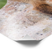 Marmot, Marmota flaviventris, Fotodruck (Ecke)