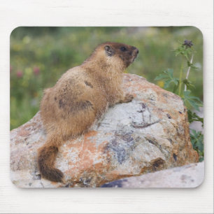 Marmot, Marmota flaviventris, Mousepad