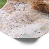 Marmot, Marmota flaviventris, Poster (Ecke)