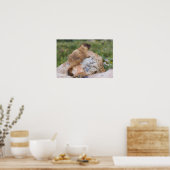 Marmot, Marmota flaviventris, Poster (Küche)