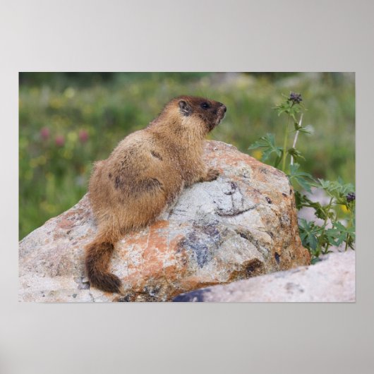 Marmot, Marmota flaviventris, Poster (Vorne)