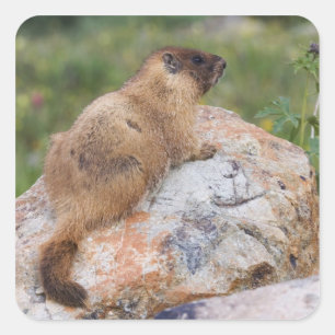 Marmot, Marmota flaviventris, Quadratischer Aufkleber