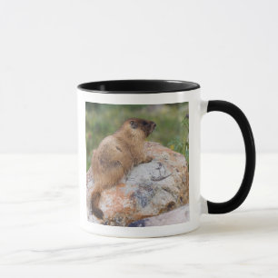 Marmot, Marmota flaviventris, Tasse