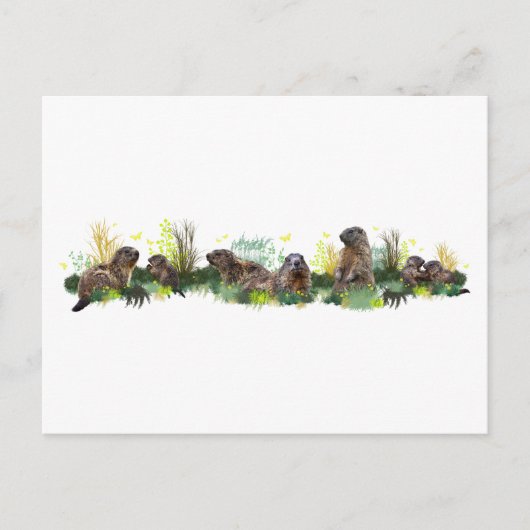Marmot Meadow Postcard Postkarte (Vorderseite)