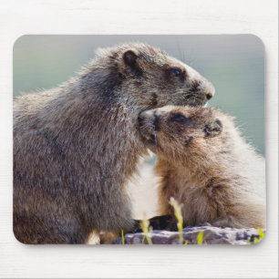 Marmot Mutter mit Baby Mousepad