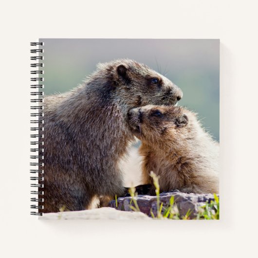 Marmot Mutter mit Baby Notizblock (Vorderseite)