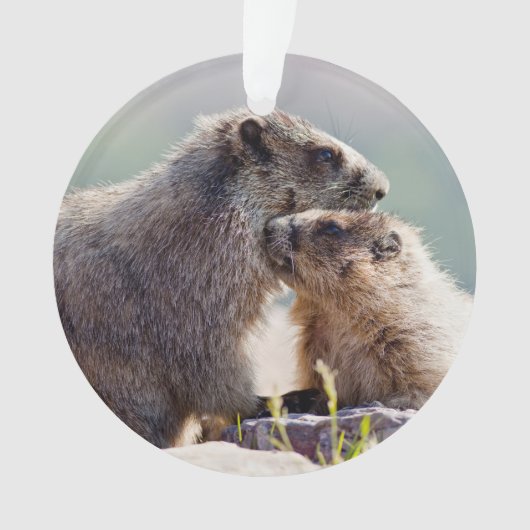 Marmot Mutter mit Baby Ornament (Vorderseite)