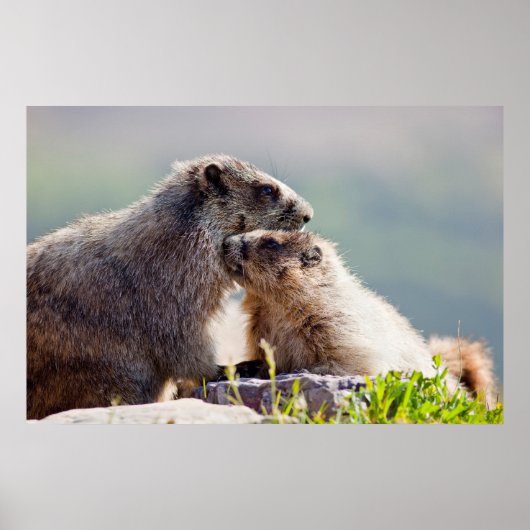 Marmot Mutter mit Baby Poster (Vorne)